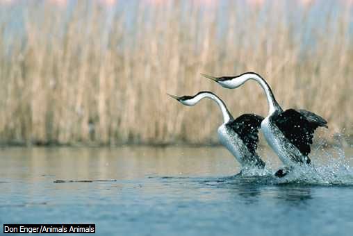 the graceful western grebe