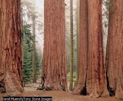 giant Sequoia trees