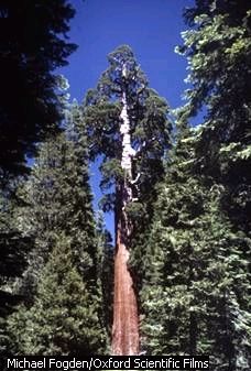 a giant Sequoia tree